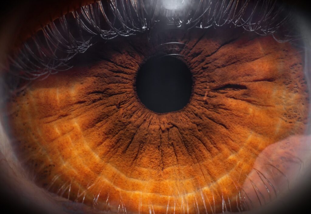 close up of a well-lit brown eye